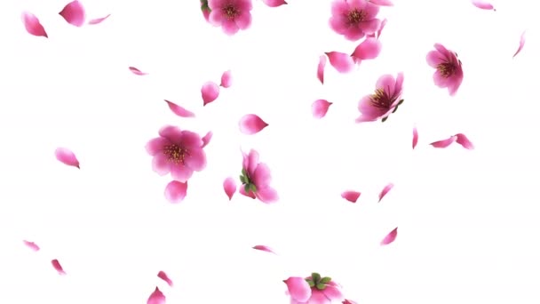 Animation Pink Cherry Sakura Flower Petals Flow Alpha Layer — Stock Video