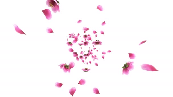 Animation Pink Cherry Sakura Flower Petals Flow Alpha Layer — Stock Video