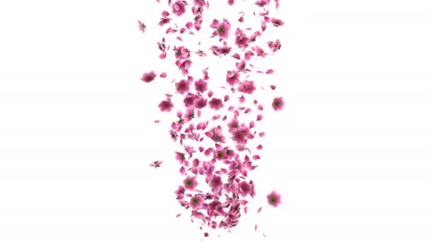 Анимация Розовых Лепестков Цветка Сакуры Альфа Слоем — стоковое видео