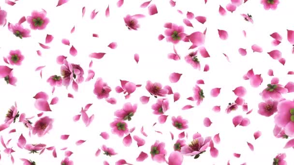 ピンクの桜の花びらの3Dアニメーションアルファ層が流れる — ストック動画