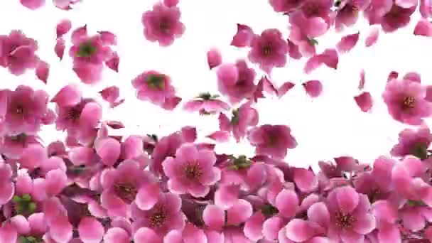 Animation Flux Pétales Fleurs Cerisier Rose Sakura Avec Couche Alpha — Video