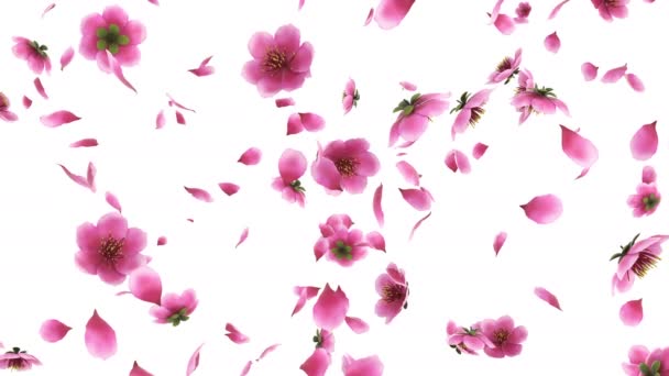 Animazione Rosa Petali Fiori Ciliegio Sakura Fluiscono Con Strato Alfa — Video Stock