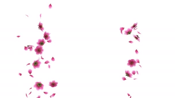 ピンクの桜の花びらの3Dアニメーションアルファ層が流れる — ストック動画