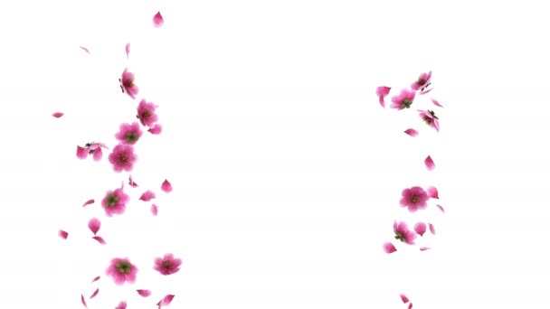 Animation Flux Pétales Fleurs Cerisier Rose Sakura Avec Couche Alpha — Video