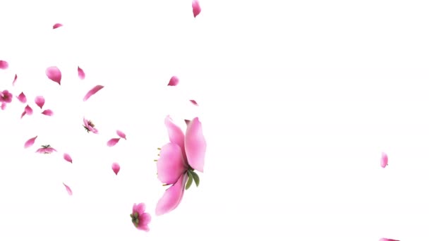 Animaatio Vaaleanpunainen Kirsikka Sakura Kukka Terälehdet Virtaus Alfa Kerros — kuvapankkivideo