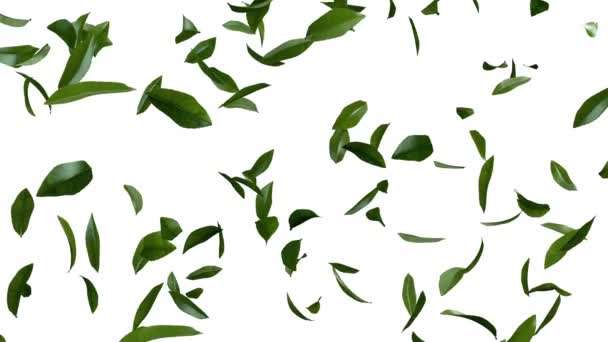 Animação Fluxo Folhas Chá Verde Com Camada Alfa — Vídeo de Stock