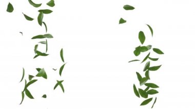 Yeşil çay yapraklarının 3 boyutlu animasyonu alfa katmanlı akıyor