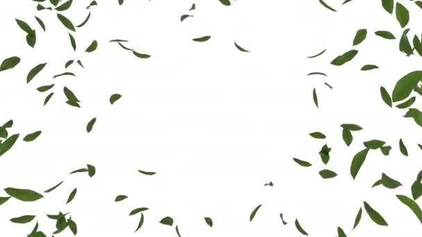 Анимация Зеленых Листьев Чая Альфа Слоем — стоковое видео