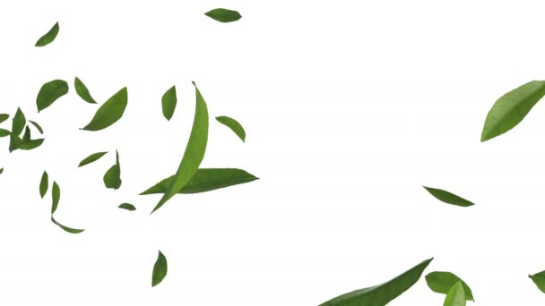 Animation Green Tea Leaves Flow Alpha Layer — Stock Video