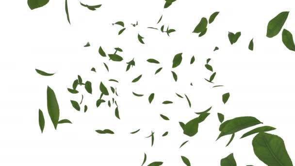 Animation Von Grünen Teeblättern Mit Alphaschicht — Stockvideo