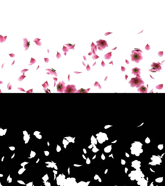 Illustration Pink Cherry Sakura Flower Petals Flow Alpha Layer — Photo