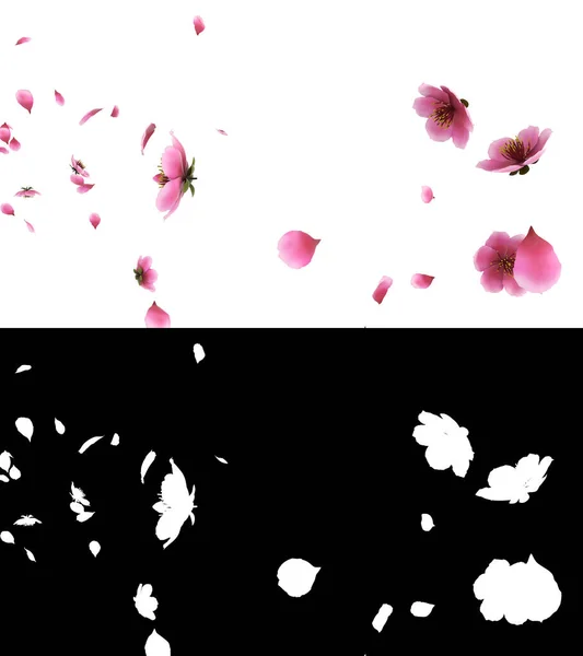 Illustration Pink Cherry Sakura Flower Petals Flow Alpha Layer — Photo