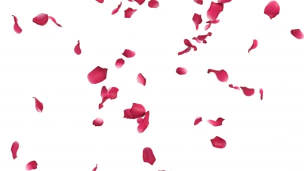 Animáció Rózsaszirmok Áramlását Alfa Réteg — Stock videók