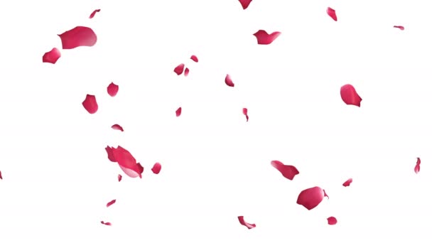 Animation Rose Petals Flow Alpha Layer — Stock Video