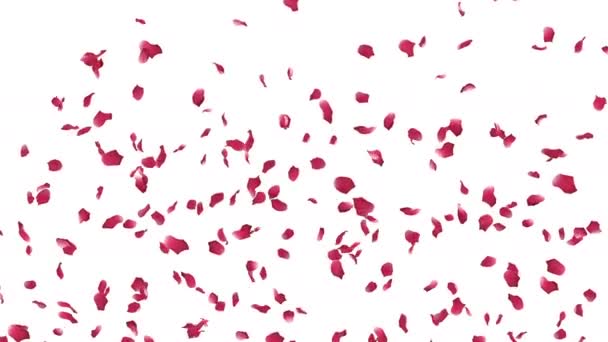 バラの花びらの流れの3Dアニメーションアルファ層 — ストック動画