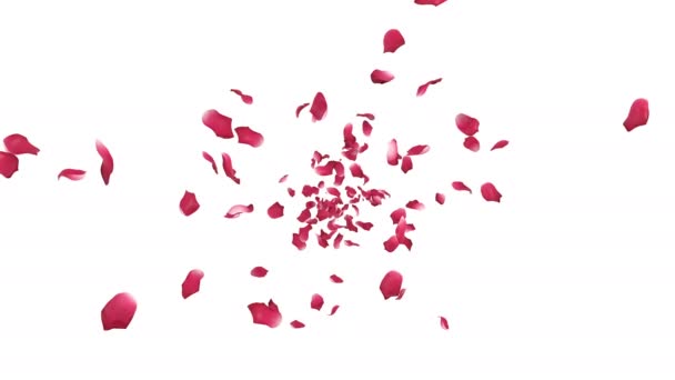 Animasi Dari Kelopak Mawar Mengalir Dengan Lapisan Alfa — Stok Video