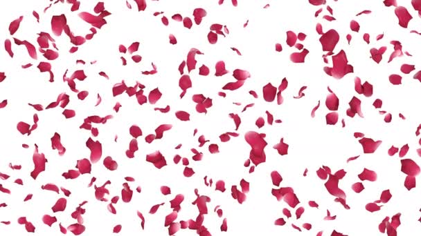 Animación Pétalos Rosa Fluyen Con Capa Alfa — Vídeos de Stock