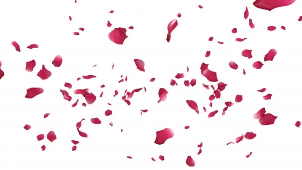 Animation Rose Petals Flow Alpha Layer — Stock Video