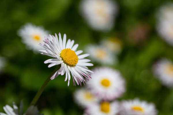 Closeup of English daisy, bellis. Wallpaper, background