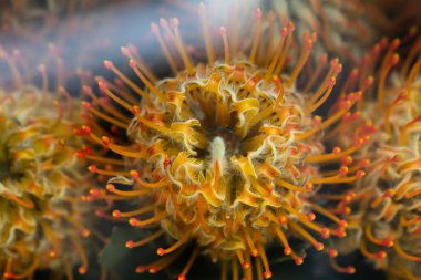 Leucospermum çiçek arkaplanının kapanışı