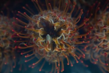 Leucospermum çiçek arkaplanının kapanışı