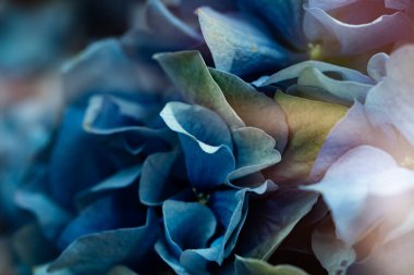 Mavi ortanca çiçeğinin yakın plan arkaplanı