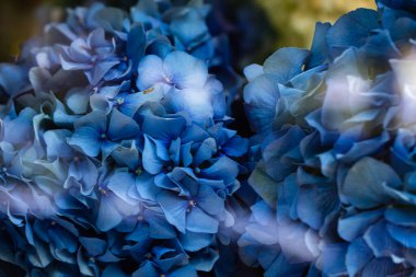 Mavi ortanca çiçeğinin yakın plan arkaplanı