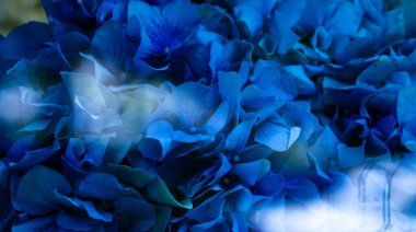 Mavi ortanca çiçeğinin yakın plan arkaplanı