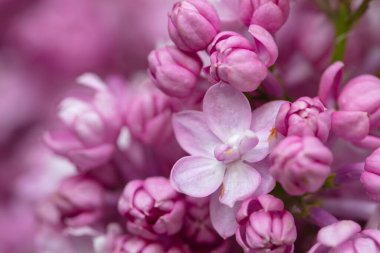 mor leylak çiçekleri, desenli arkaplan, duvar kağıdı