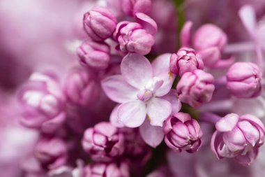 mor leylak çiçekleri, desenli arkaplan, duvar kağıdı
