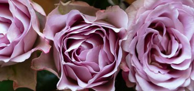 Pembe gül ve çiğ damlaları