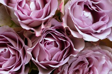 Pembe gül ve çiğ damlaları