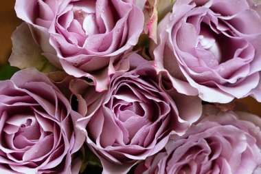 Pembe gül ve çiğ damlaları