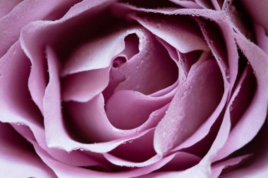 Pembe gül ve çiğ damlaları