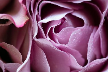 Pembe gül ve çiğ damlaları