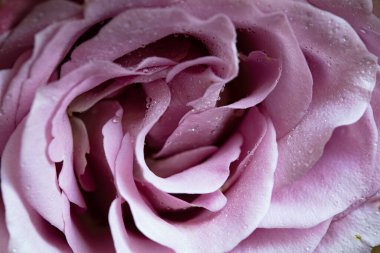 Pembe gül ve çiğ damlaları