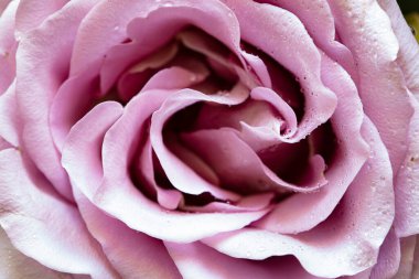 Pembe gül ve çiğ damlaları