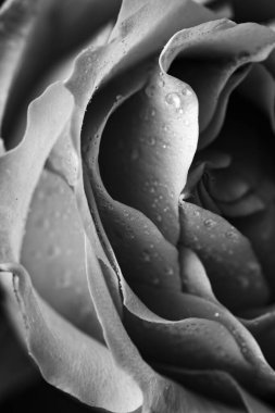 Pembe gül ve çiğ damlaları