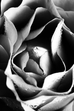 Pembe gül ve çiğ damlaları