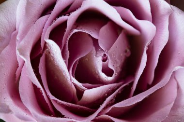 Pembe gül ve çiğ damlaları