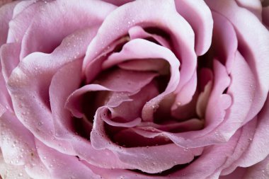 Pembe gül ve çiğ damlaları