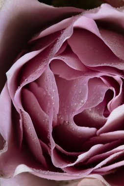 Pembe gül ve çiğ damlaları