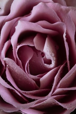 Pembe gül ve çiğ damlaları