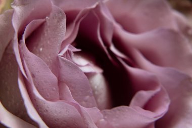 Pembe gül ve çiğ damlaları