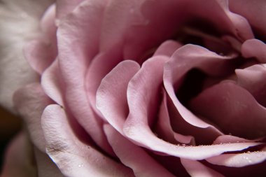 Pembe gül ve çiğ damlaları