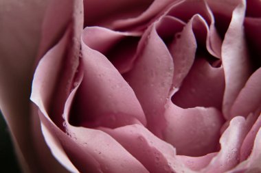 Pembe gül ve çiğ damlaları