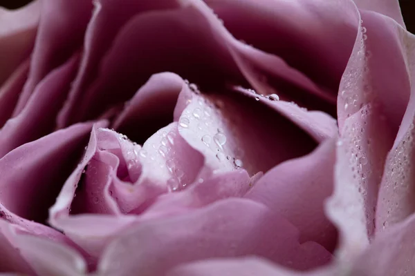 Růžová Růže Kapkami Rosy — Stock fotografie