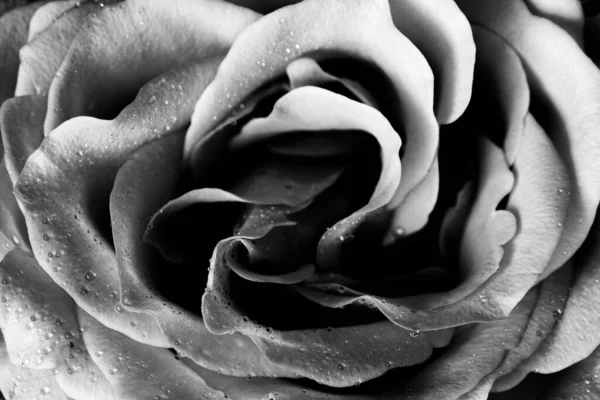 Pembe gül ve çiğ damlaları