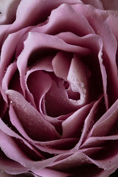Růžová Růže Kapkami Rosy — Stock fotografie