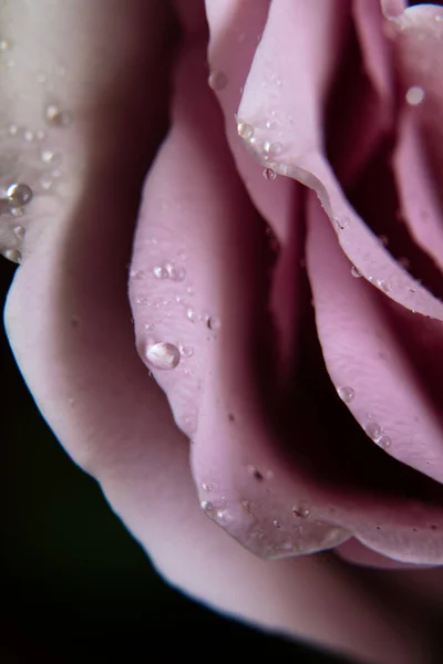 Pink Rose Dew Drops — Stock Photo, Image